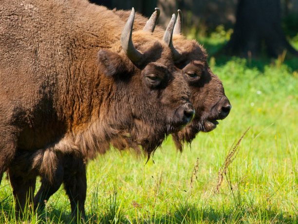 bison