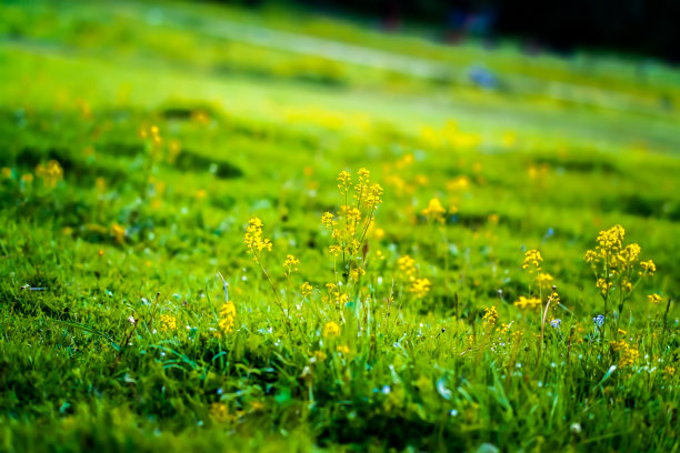 夏季森林草原野花
