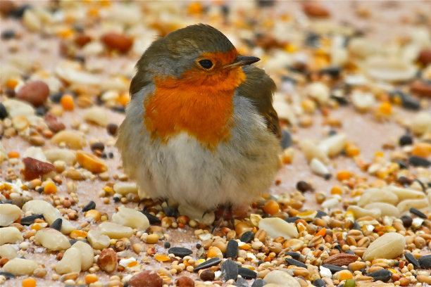 robin-chat