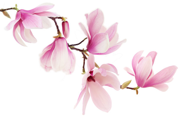粉色玉兰花