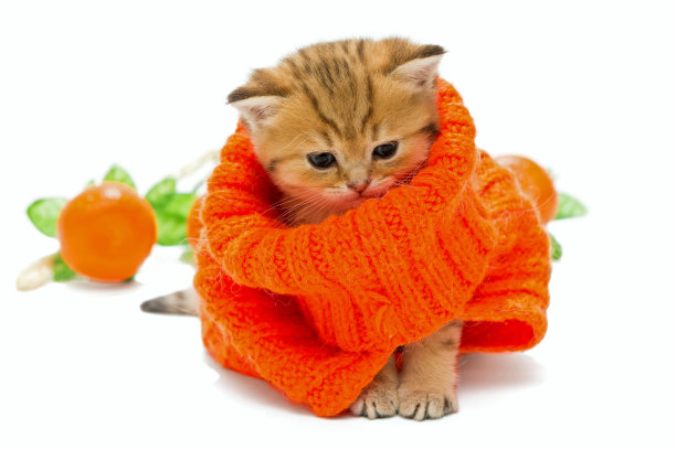 桔猫橘猫