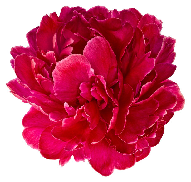 peony
