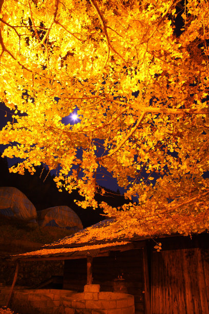 灯光上的银杏树