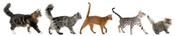 abyssinian猫