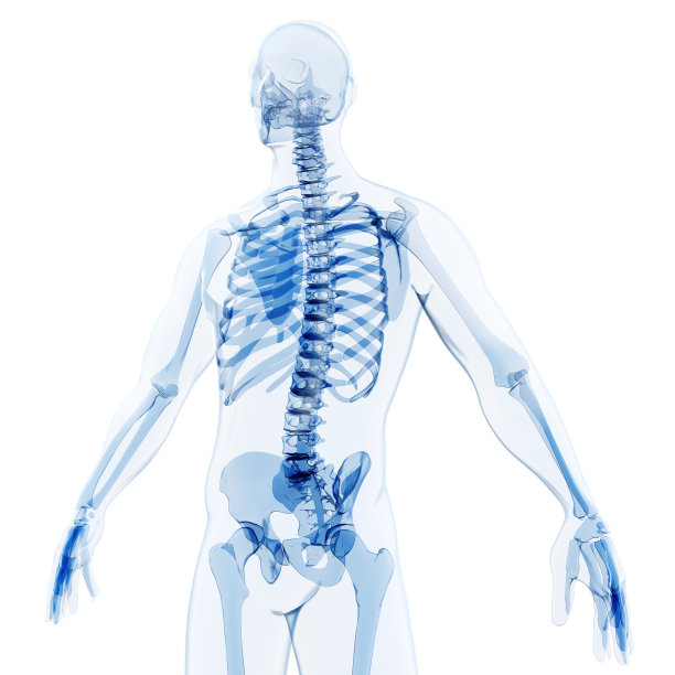 skeleton