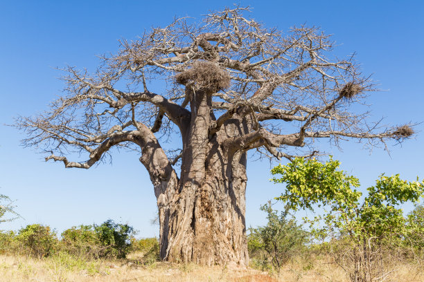 baobab