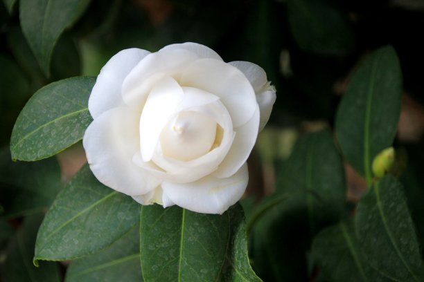 bloom
