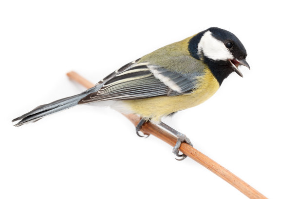 avian