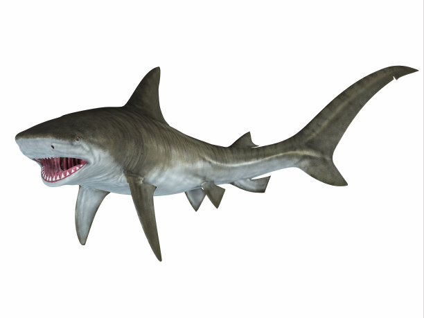 shark