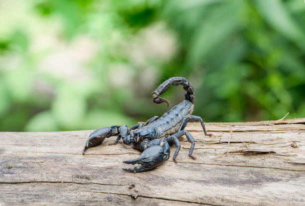 scorpio