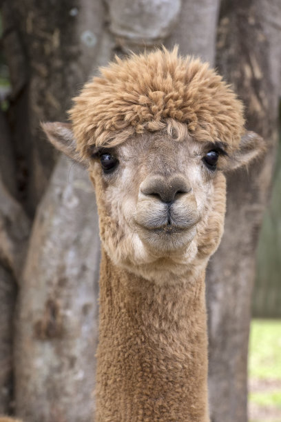 alpaca