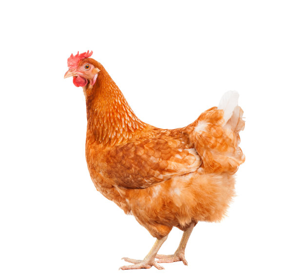 hen