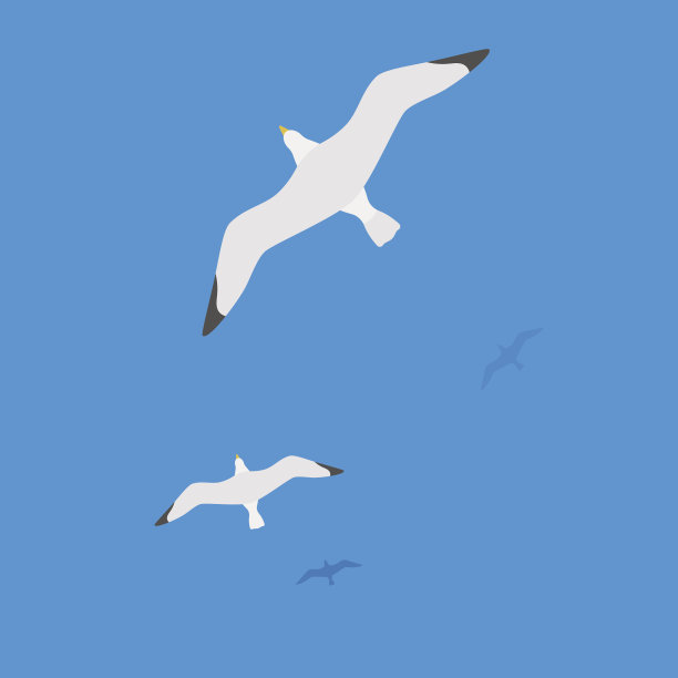 seagull