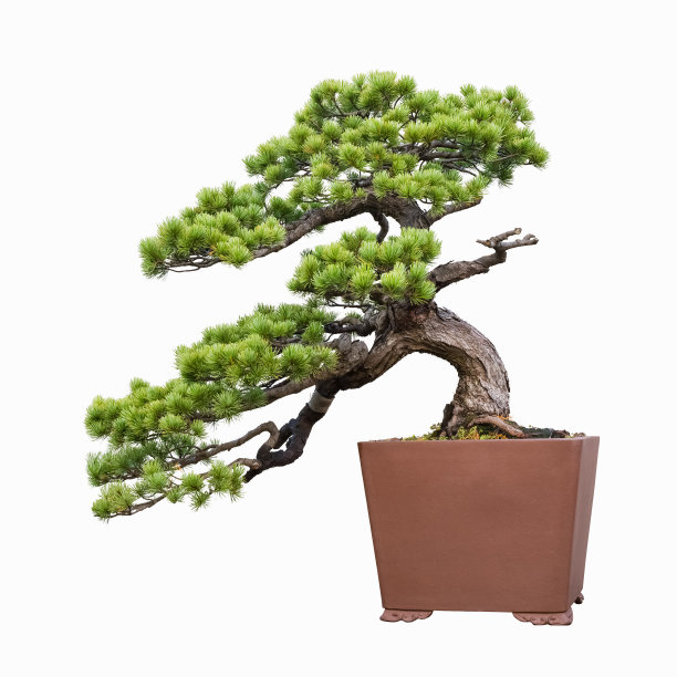 bonsai
