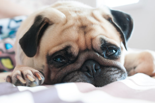 pug