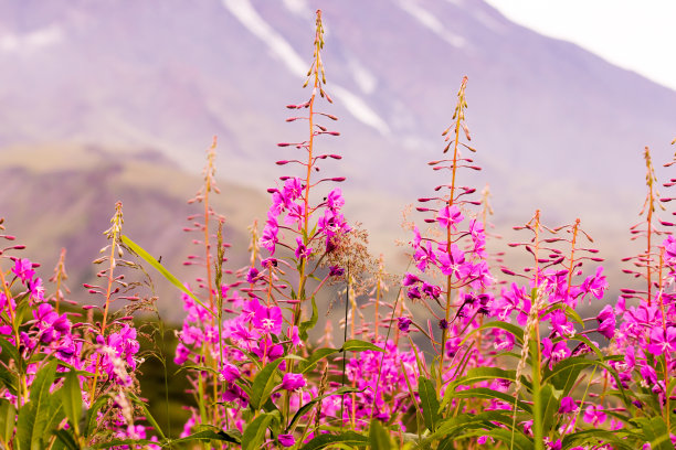 epilobium
