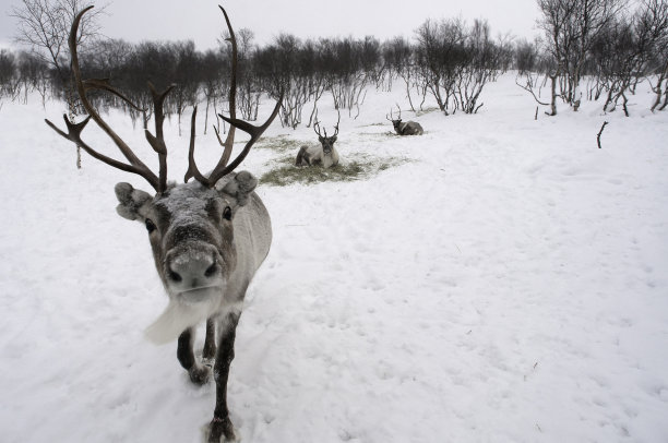 reindeer