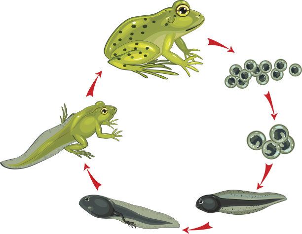 frog