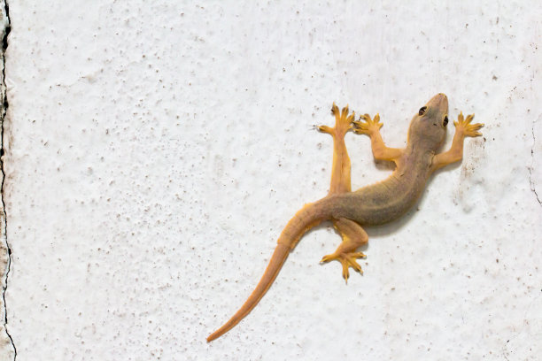 phelsuma