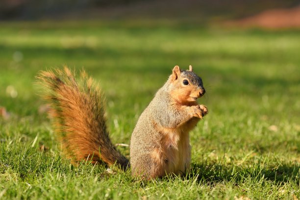 squirrel