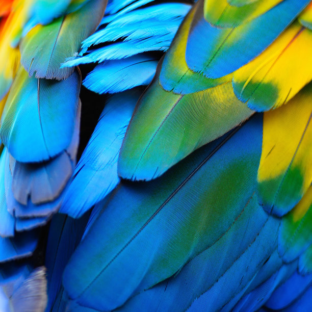feather