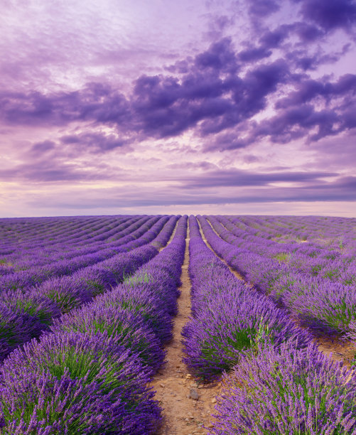 provence