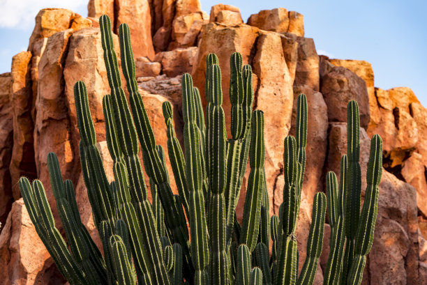 cacti