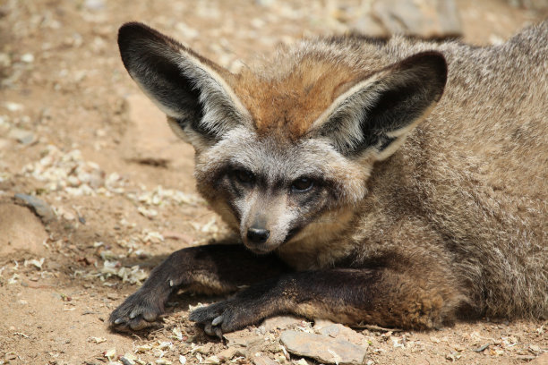 otocyon