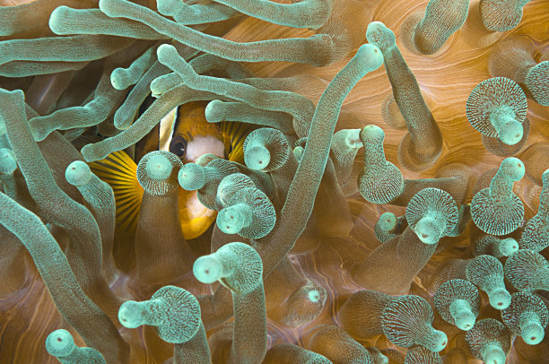 anemonefish