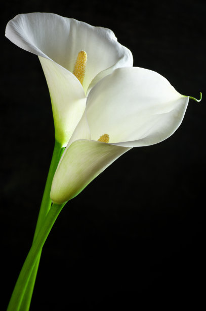 zantedeschia