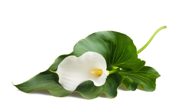 zantedeschia