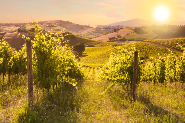 vineyard