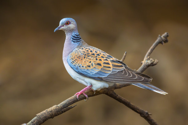 dove