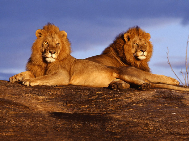 lions