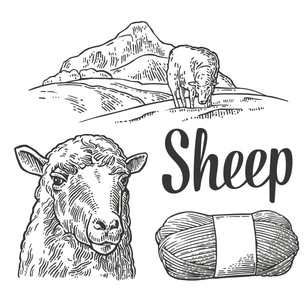 sheep