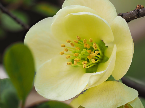 stamens