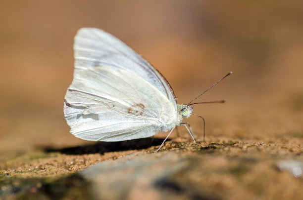 pieris
