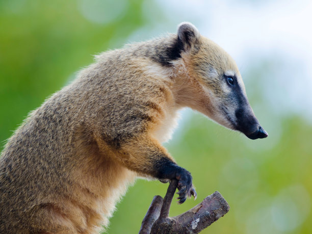 coatimundi