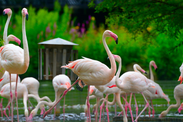 zoo