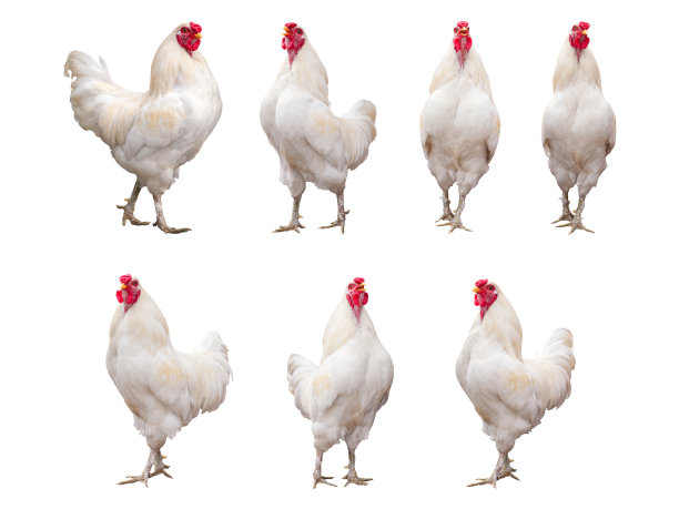 hen