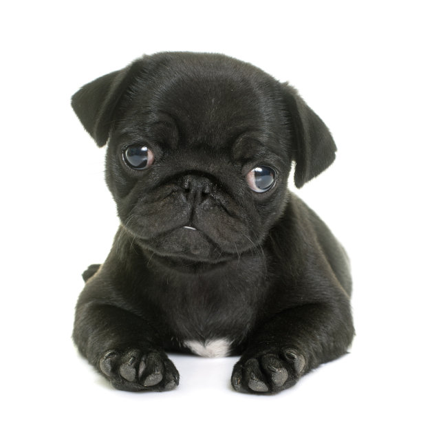 pug
