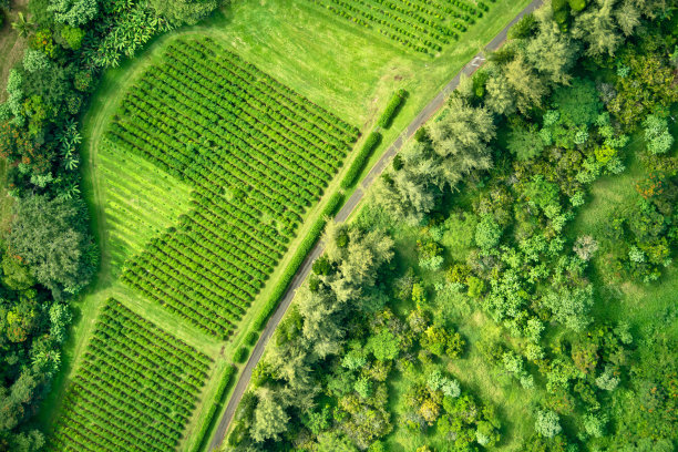 orchard