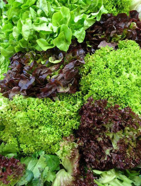 lactuca