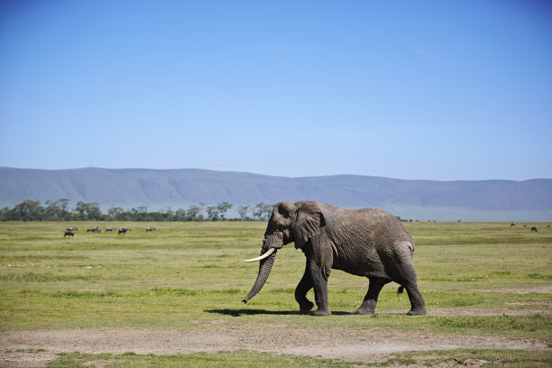 ngorongoro