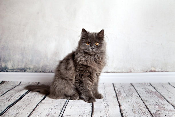 波斯猫