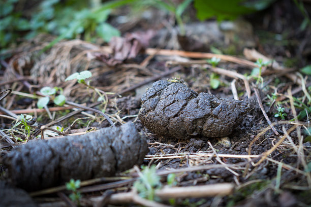 poo