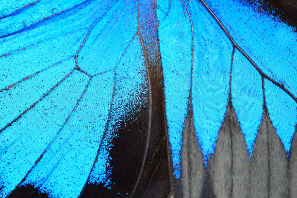 wings