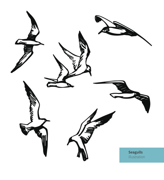 laridae
