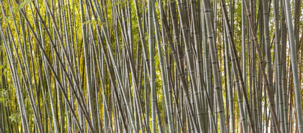 竹子素材竹林墙面