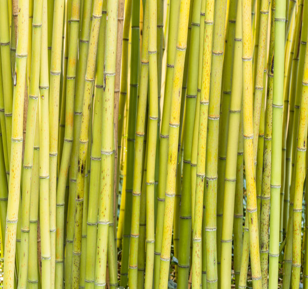 竹子素材竹林墙面